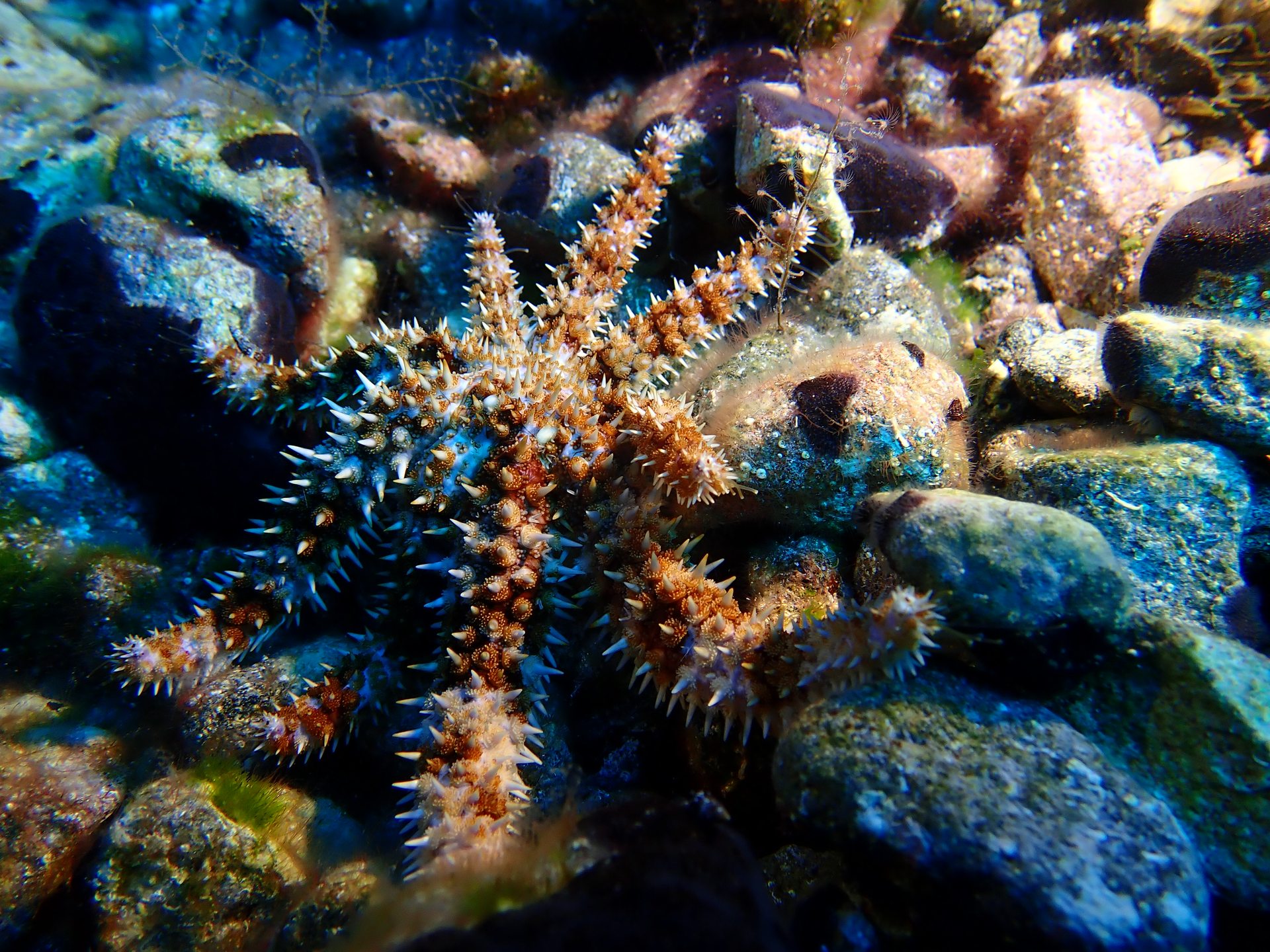 Pachia reef photo 11