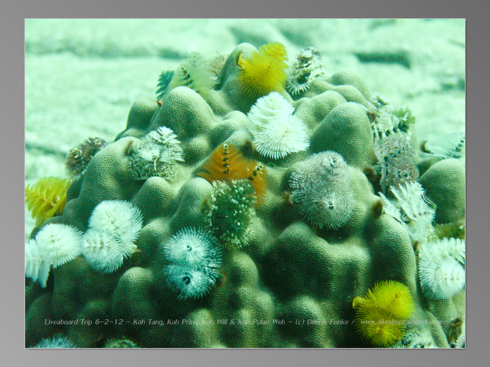 Explosion Reef