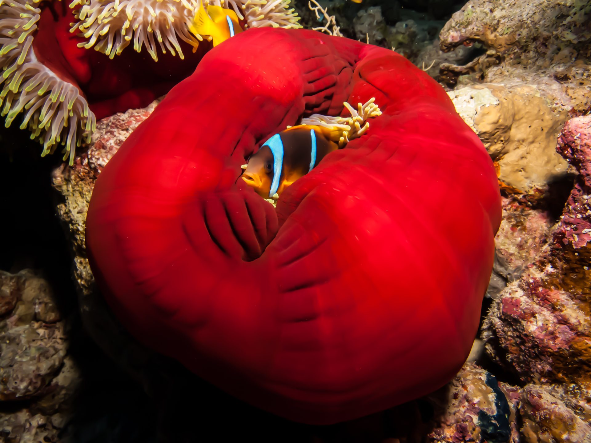 Anemone City - Ras Mohammed photo 6