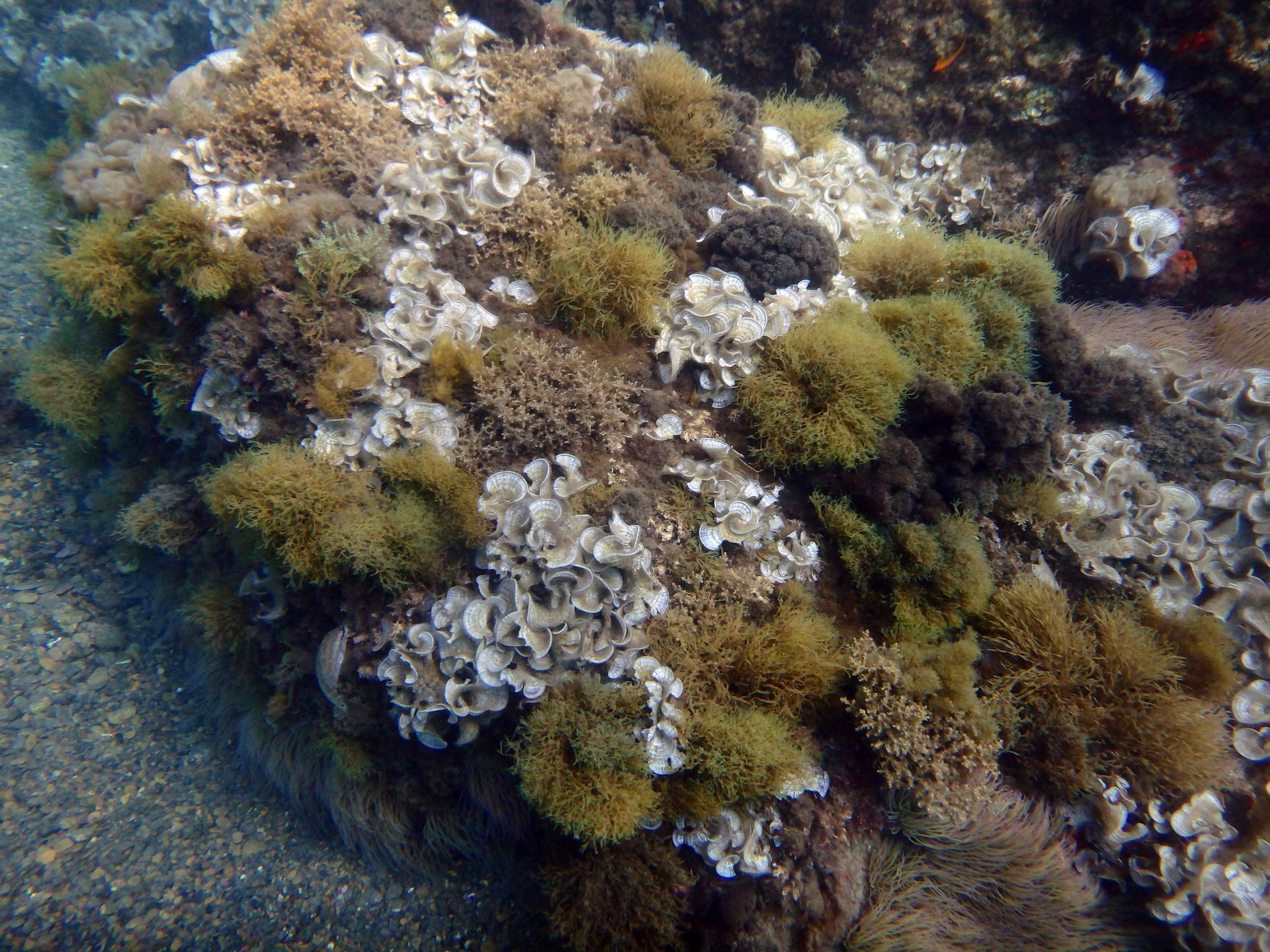 El Dies photo 5