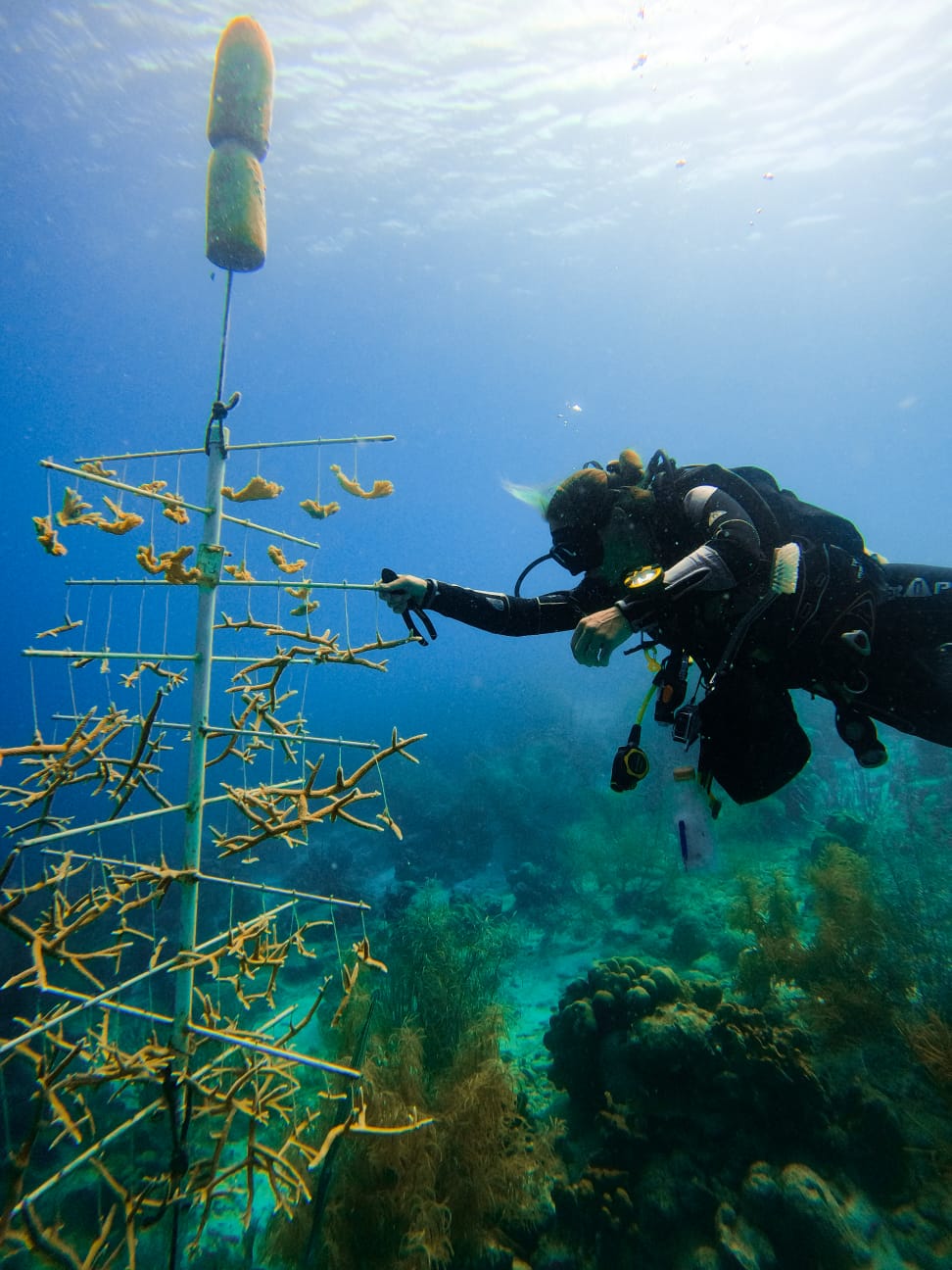 Bachelor’s Beach (Beyond The Corals House Reef)