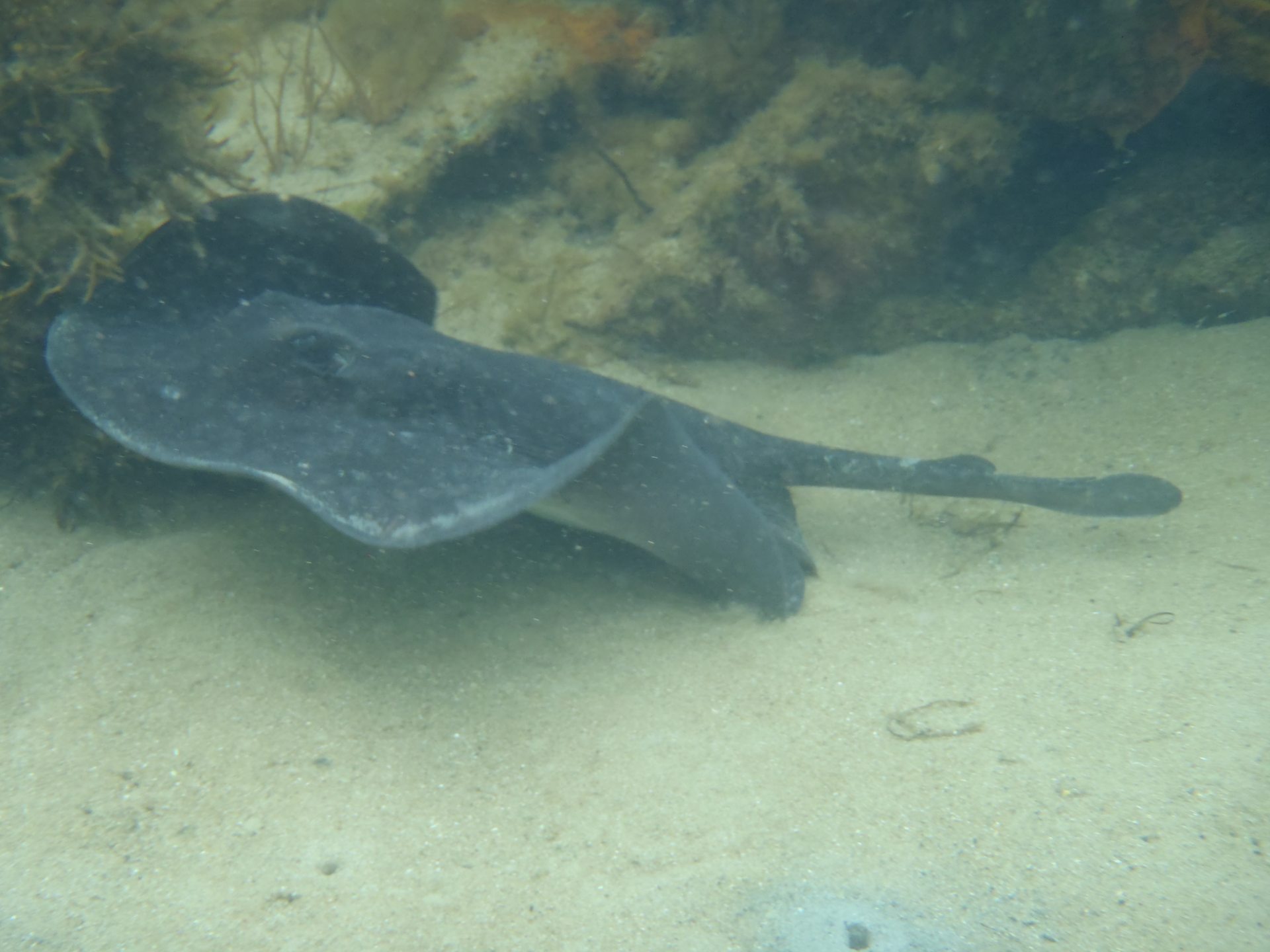 Stingray Bay