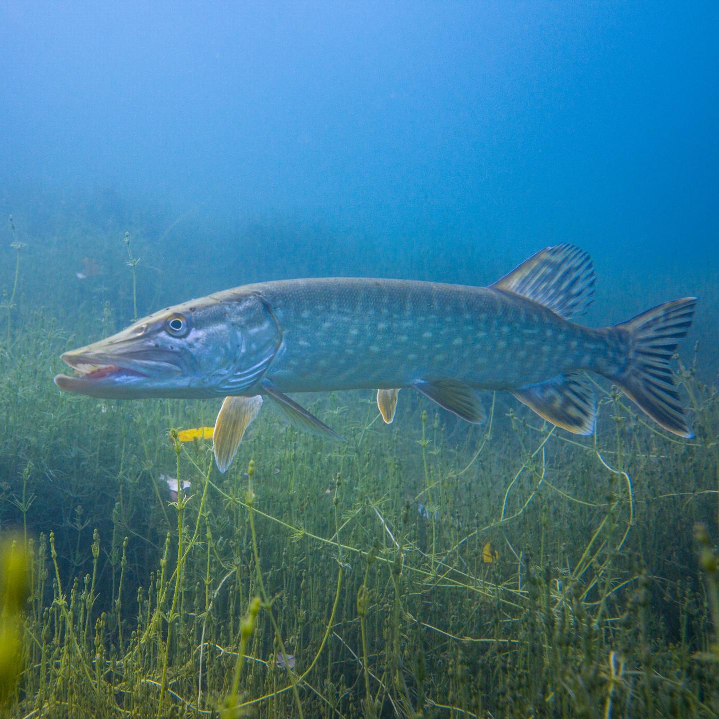 Echinger Weiher photo 3
