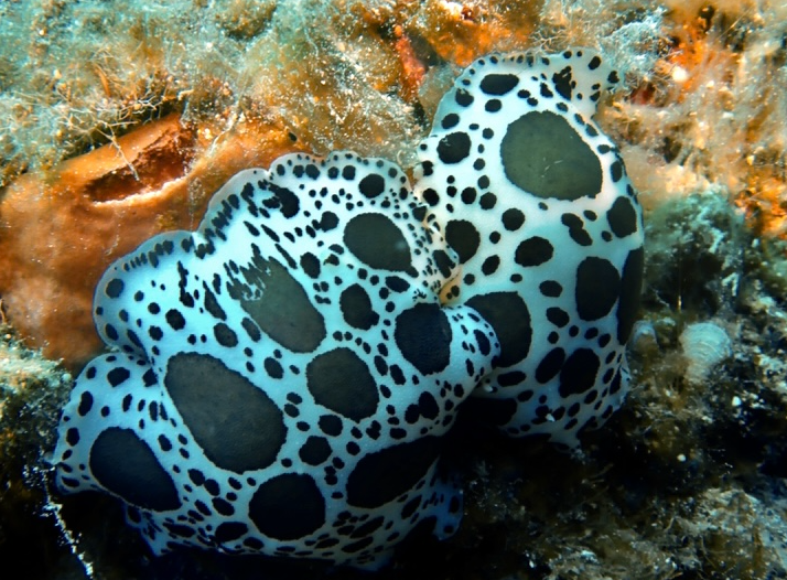 Barracuda Reef photo 4