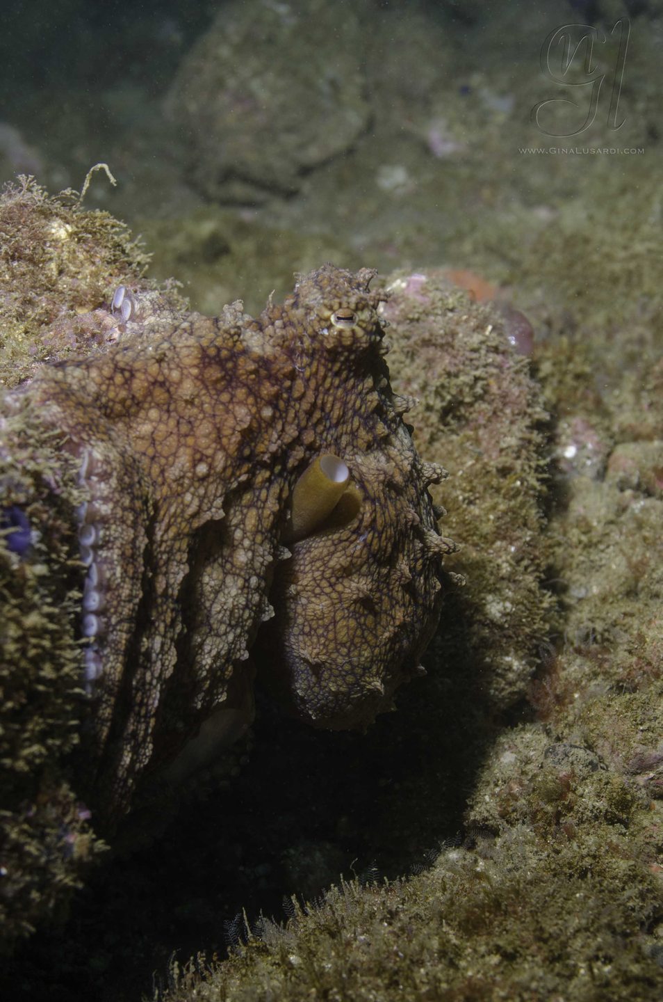 Starfish Garden