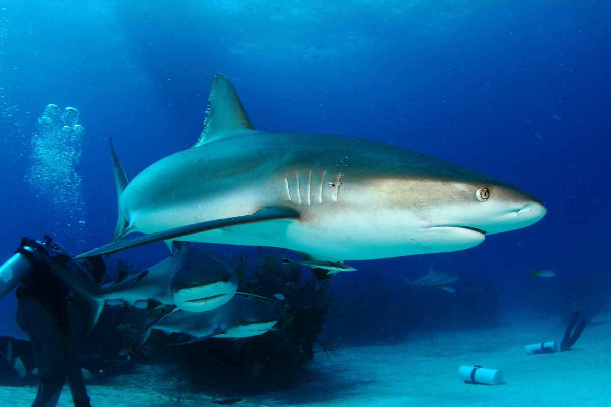 Shark Junction