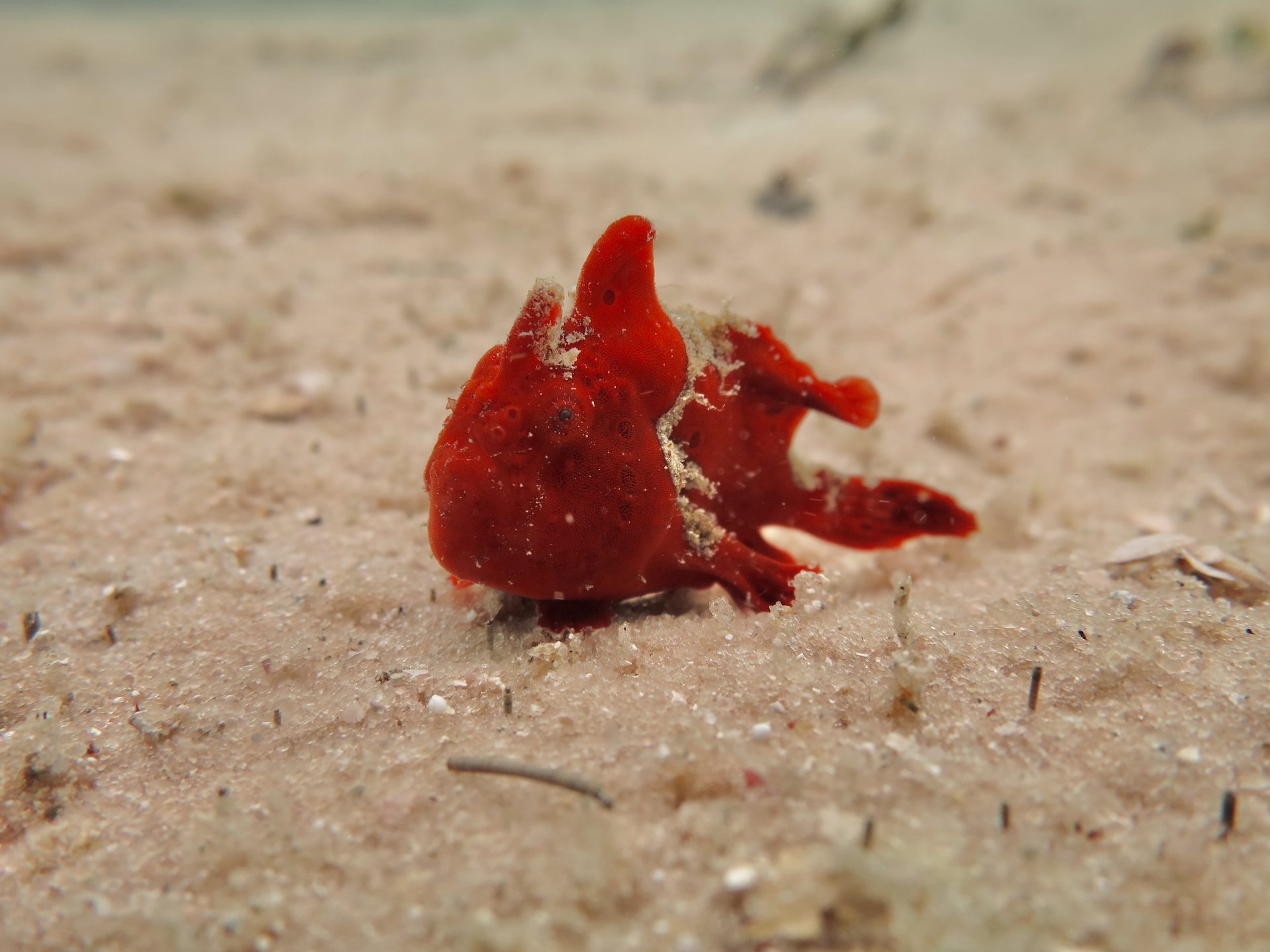 Frogfish Town