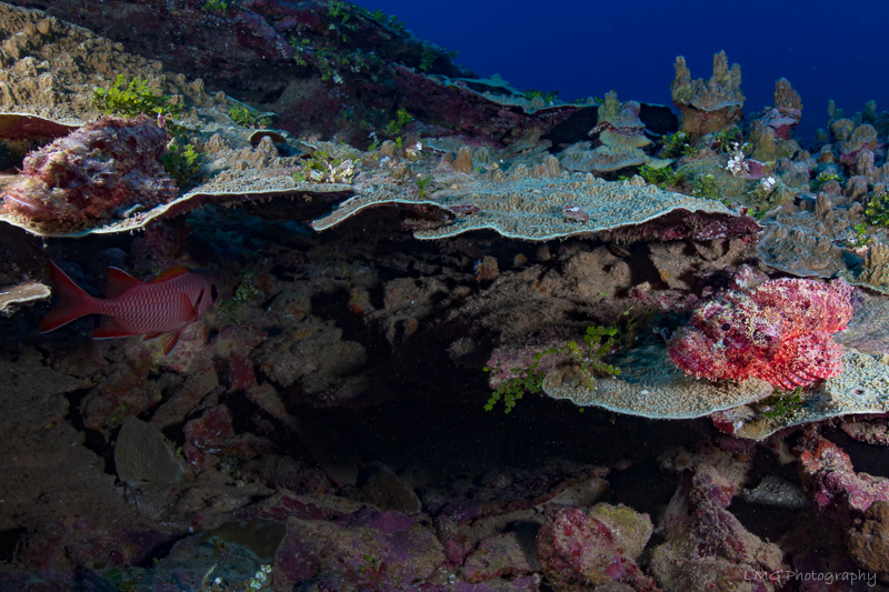 Hap's Reef photo 4