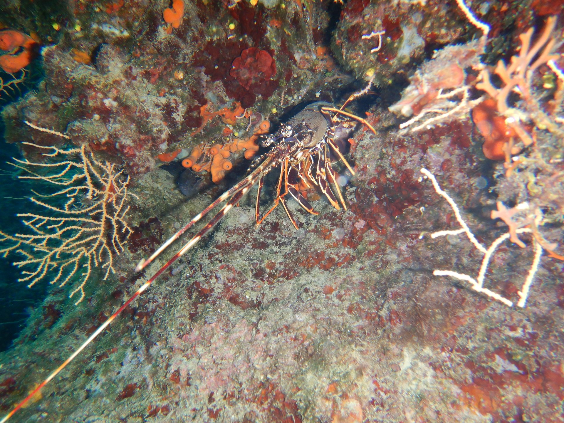 SHALLOWS MLIN photo 4