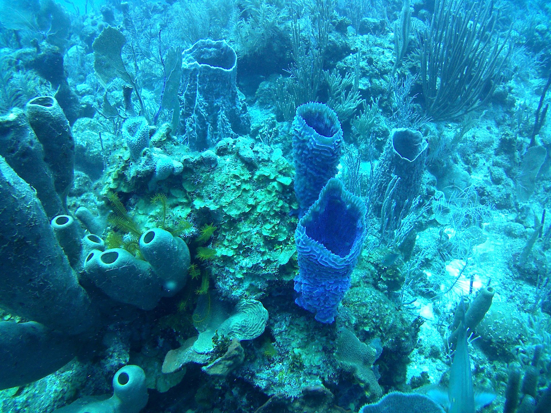 South water caye photo 3
