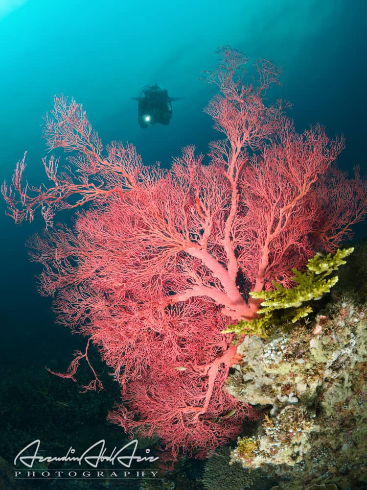 Varella Wreck photo 2