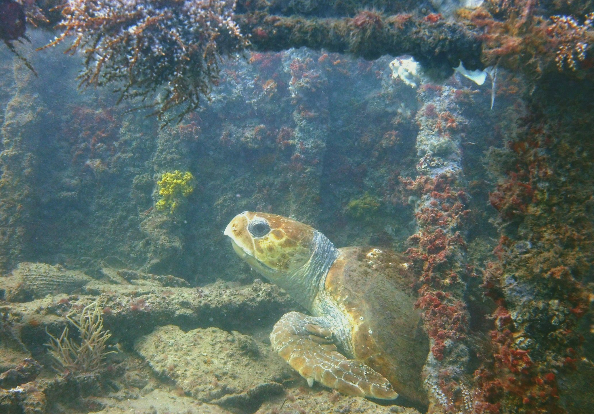 Second Reef photo 3