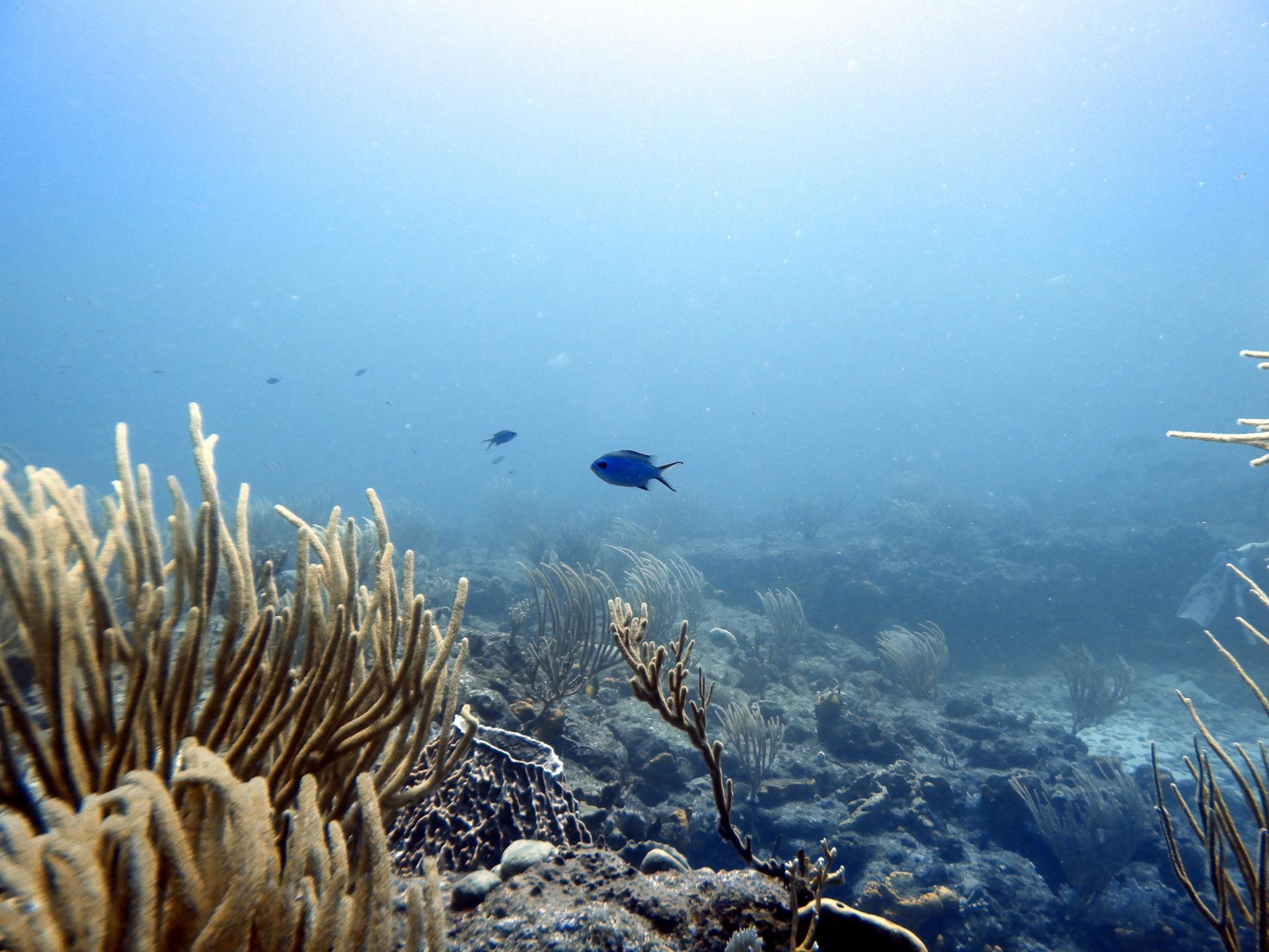 Fish Bowl photo 3