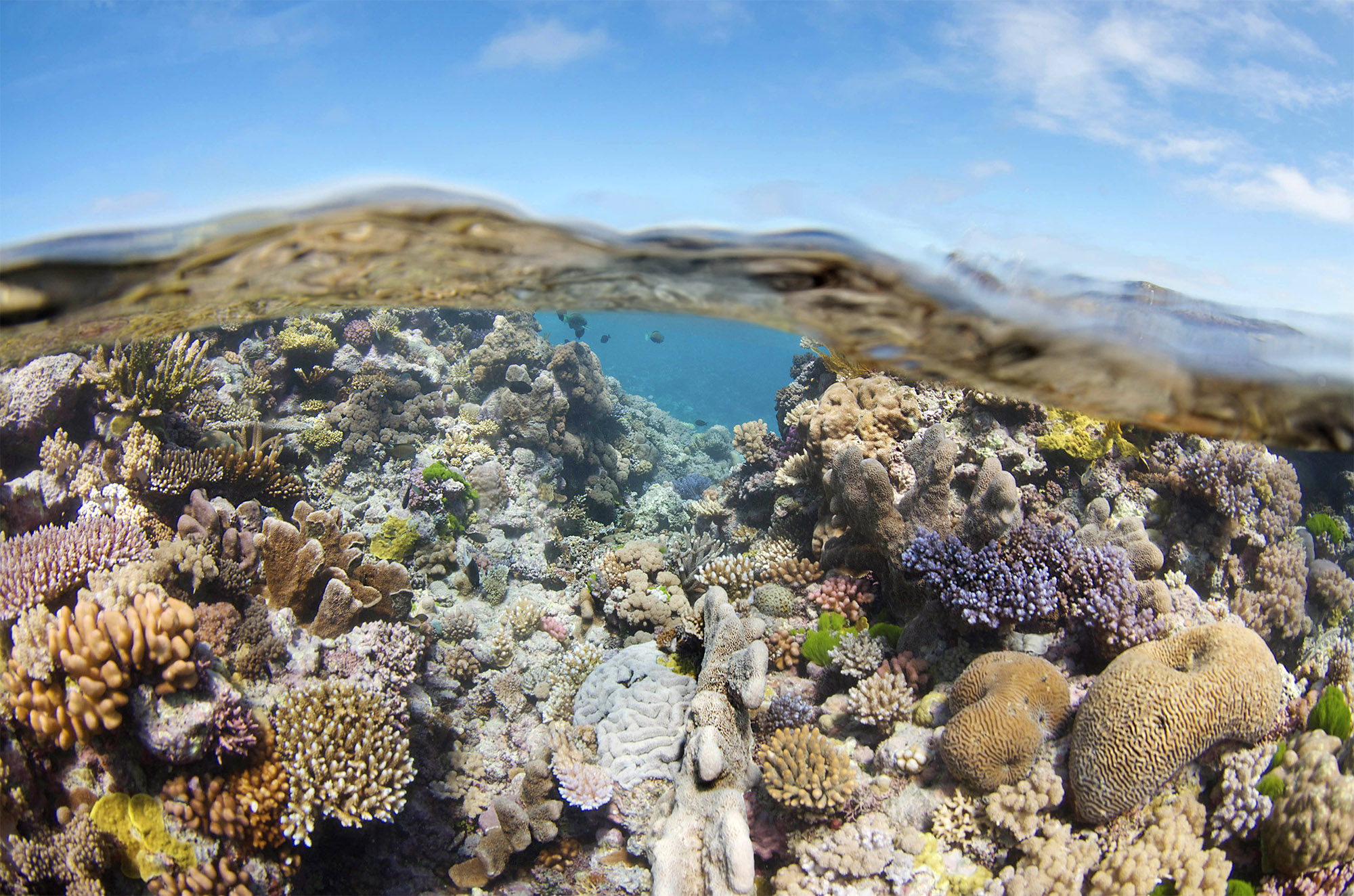 Hastings Reef