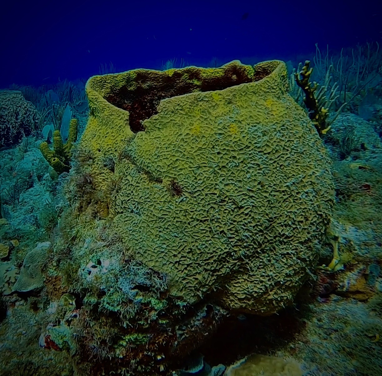 Camps reef photo 3