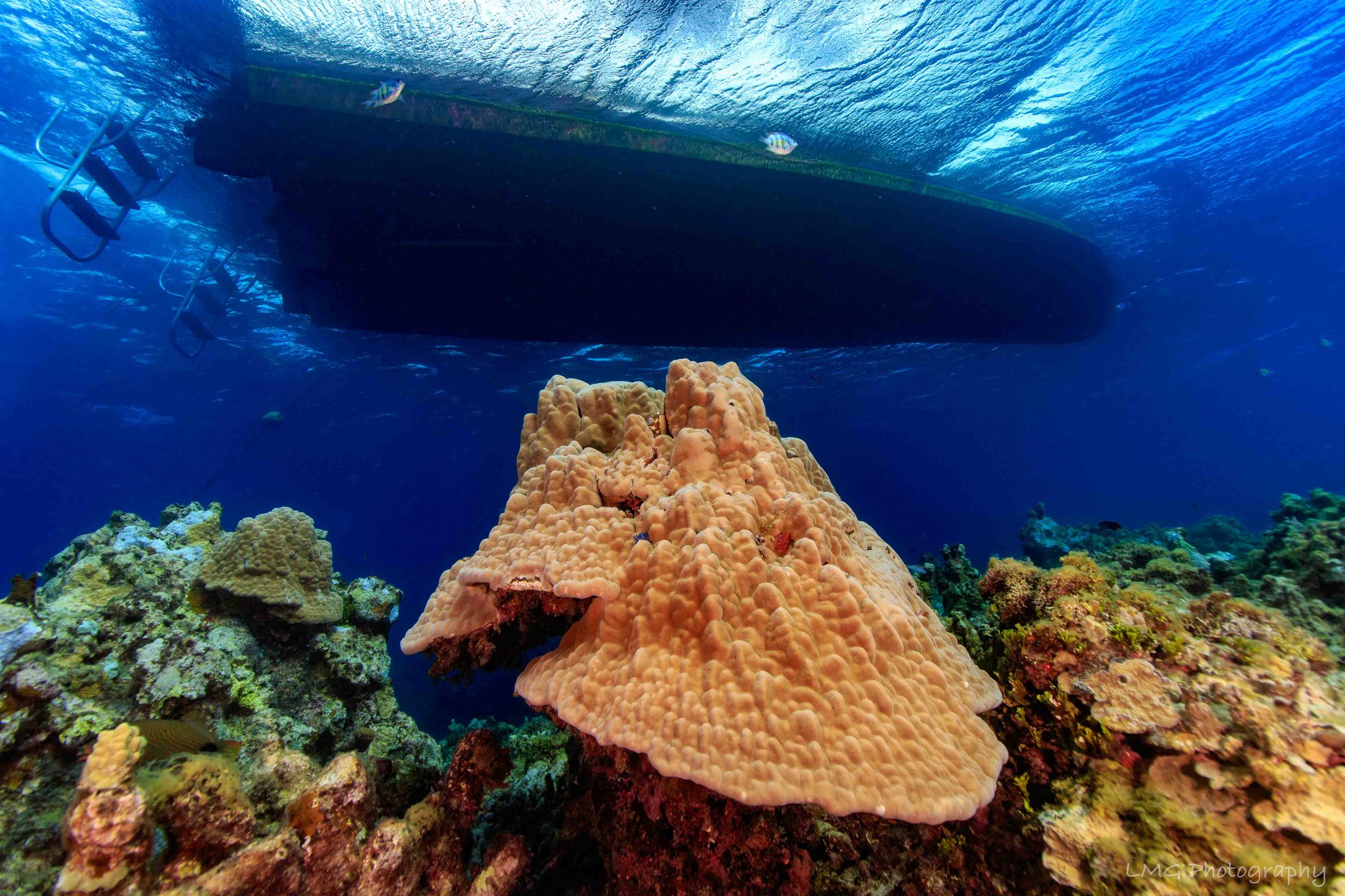 Coral Gardens photo 3
