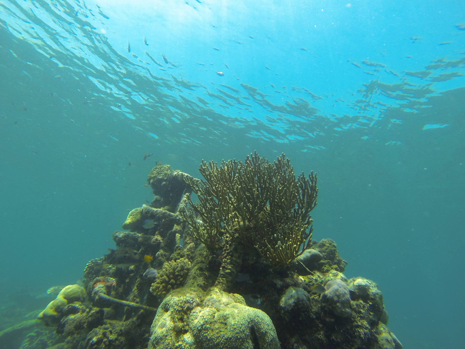 Menjangan Island photo 3