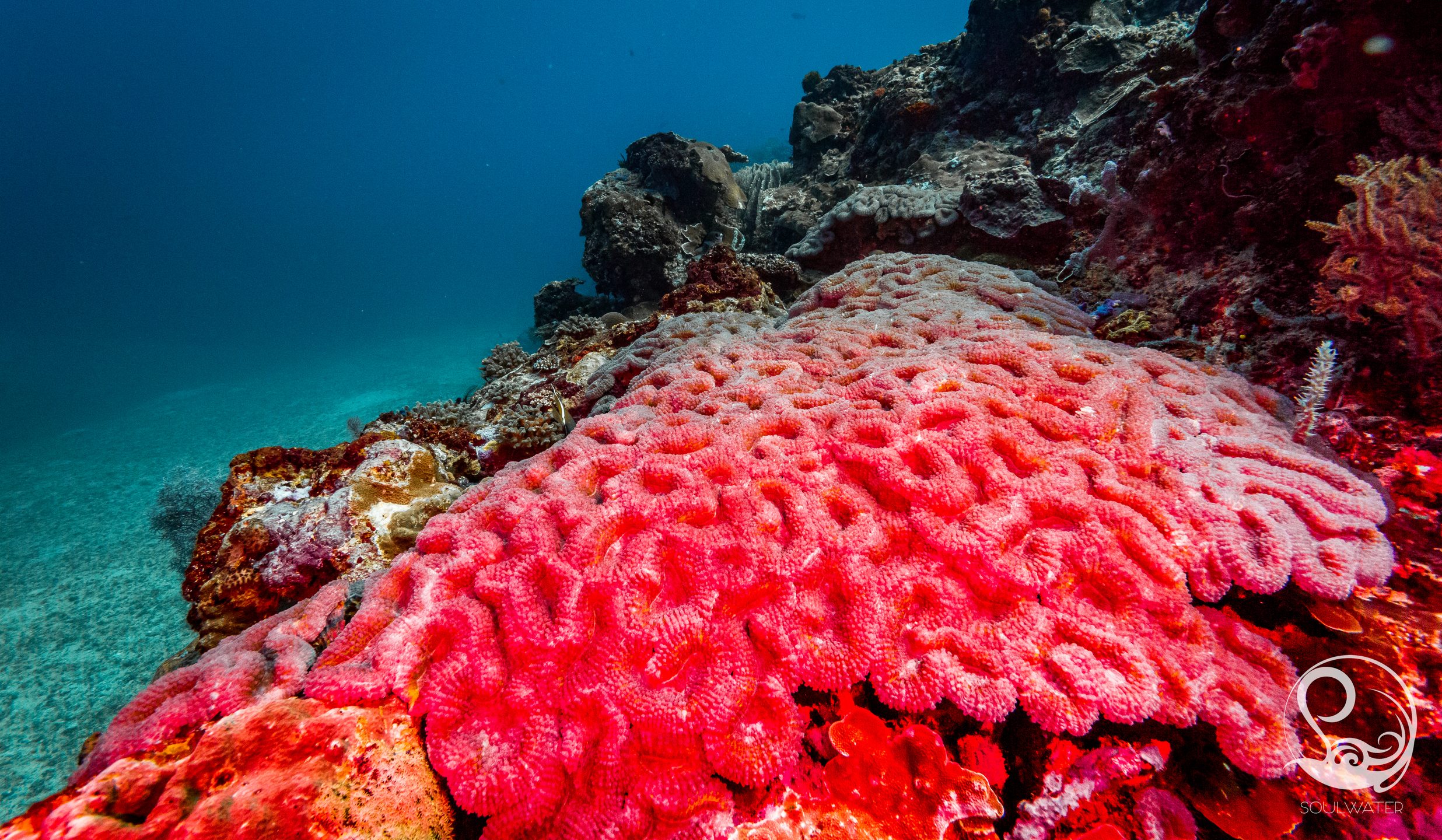 Simon's Reef photo 2