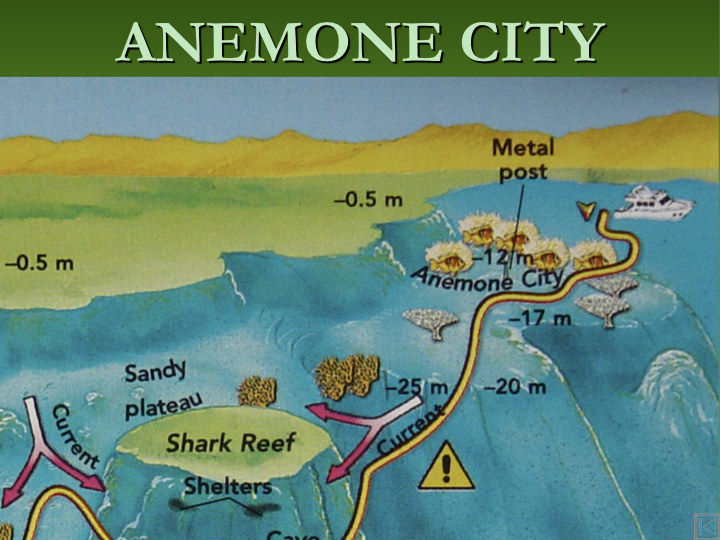 Anemone City - Ras Mohammed photo 2