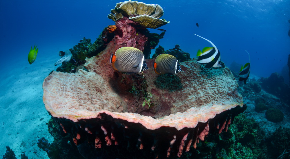 Hin Bida Reef photo 5