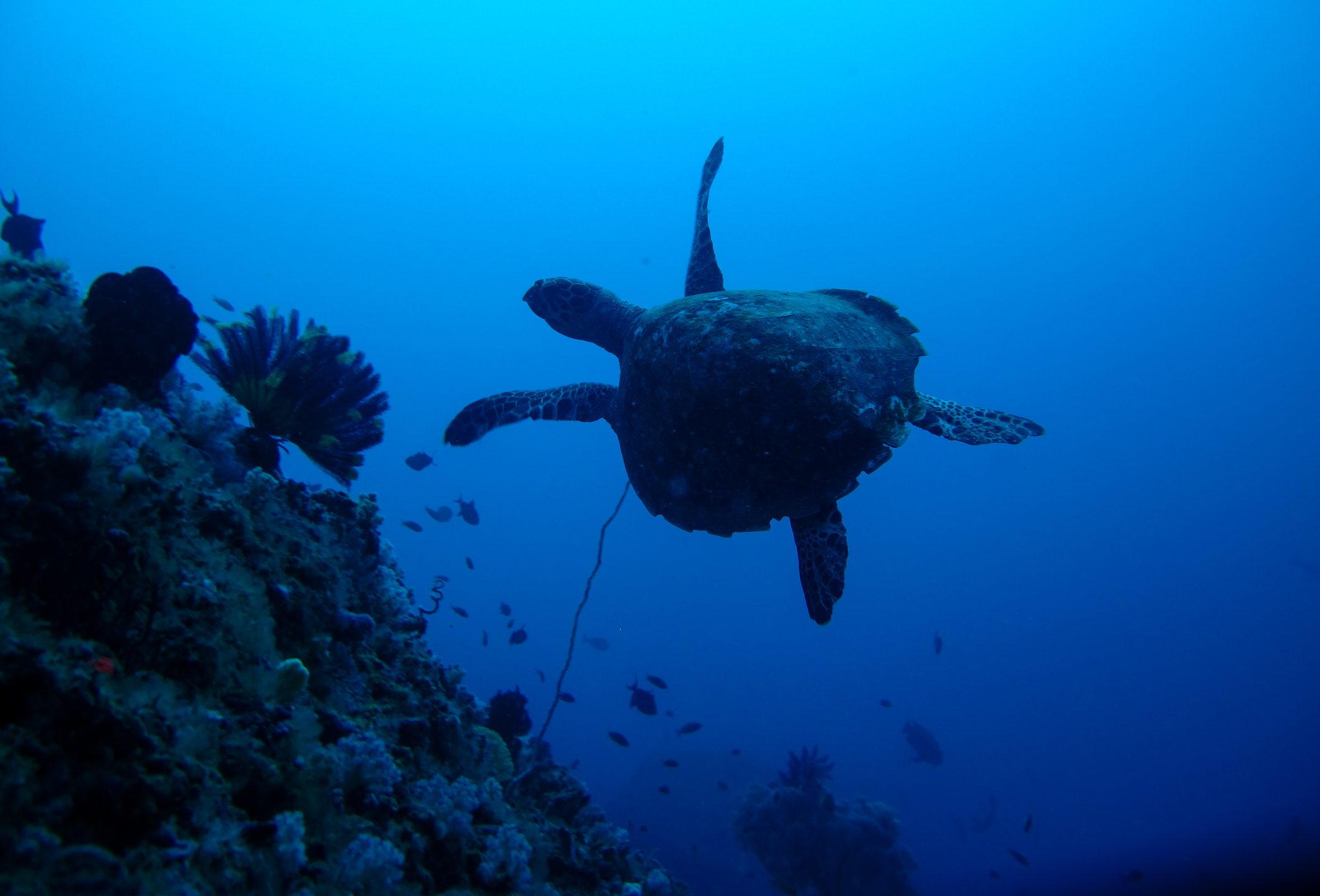 Honolua Bay photo 2