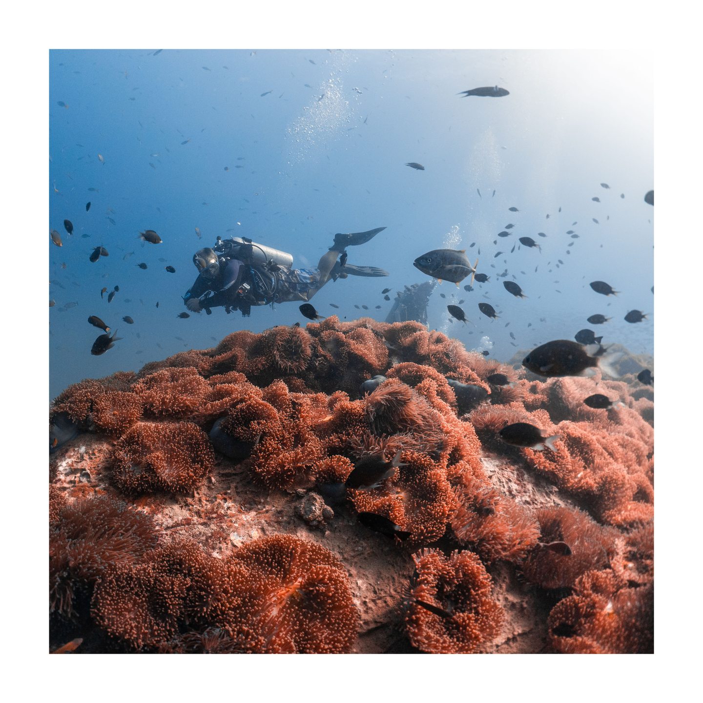Chumphon Pinnacle photo 4