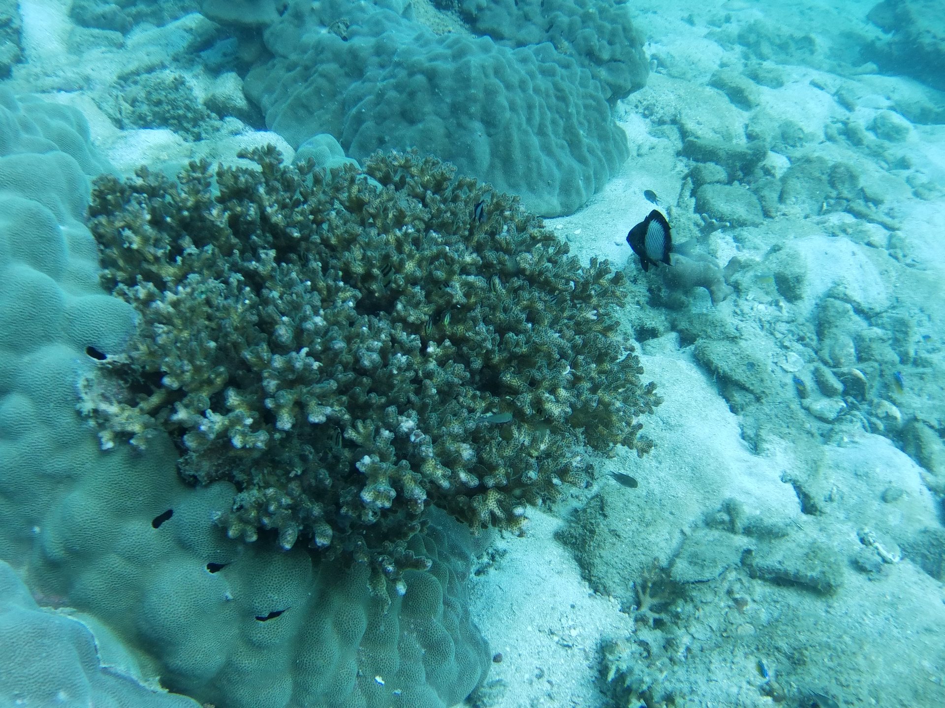 Turtle Island photo 8