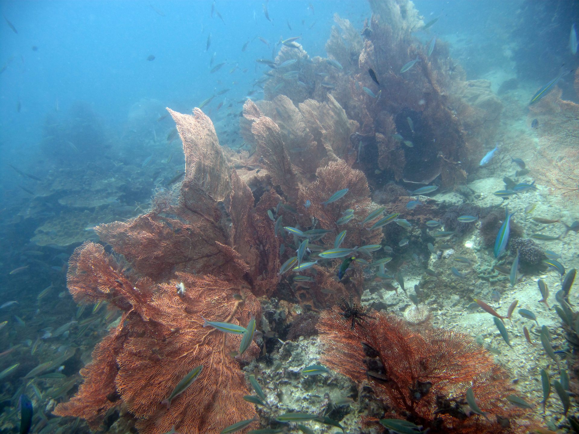 Hin Klai (Garan heng) photo 5