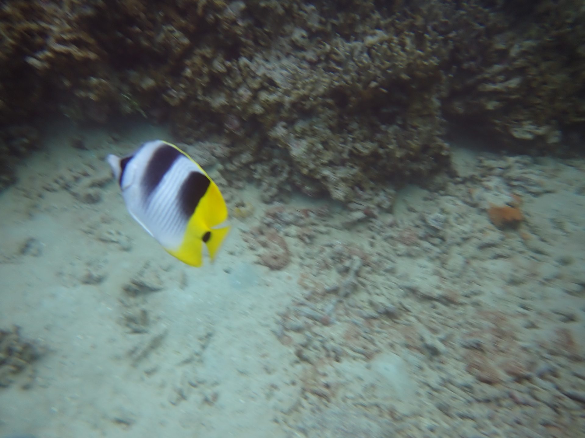 Lau Lau Dive Site