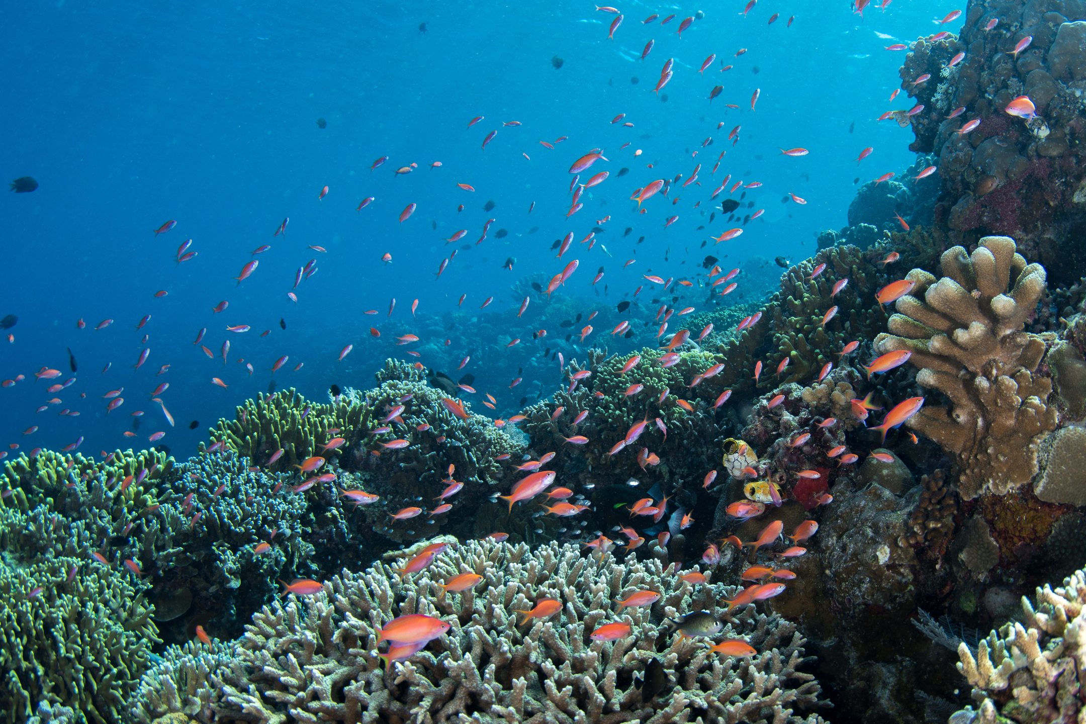 Siladen Jetty photo 5