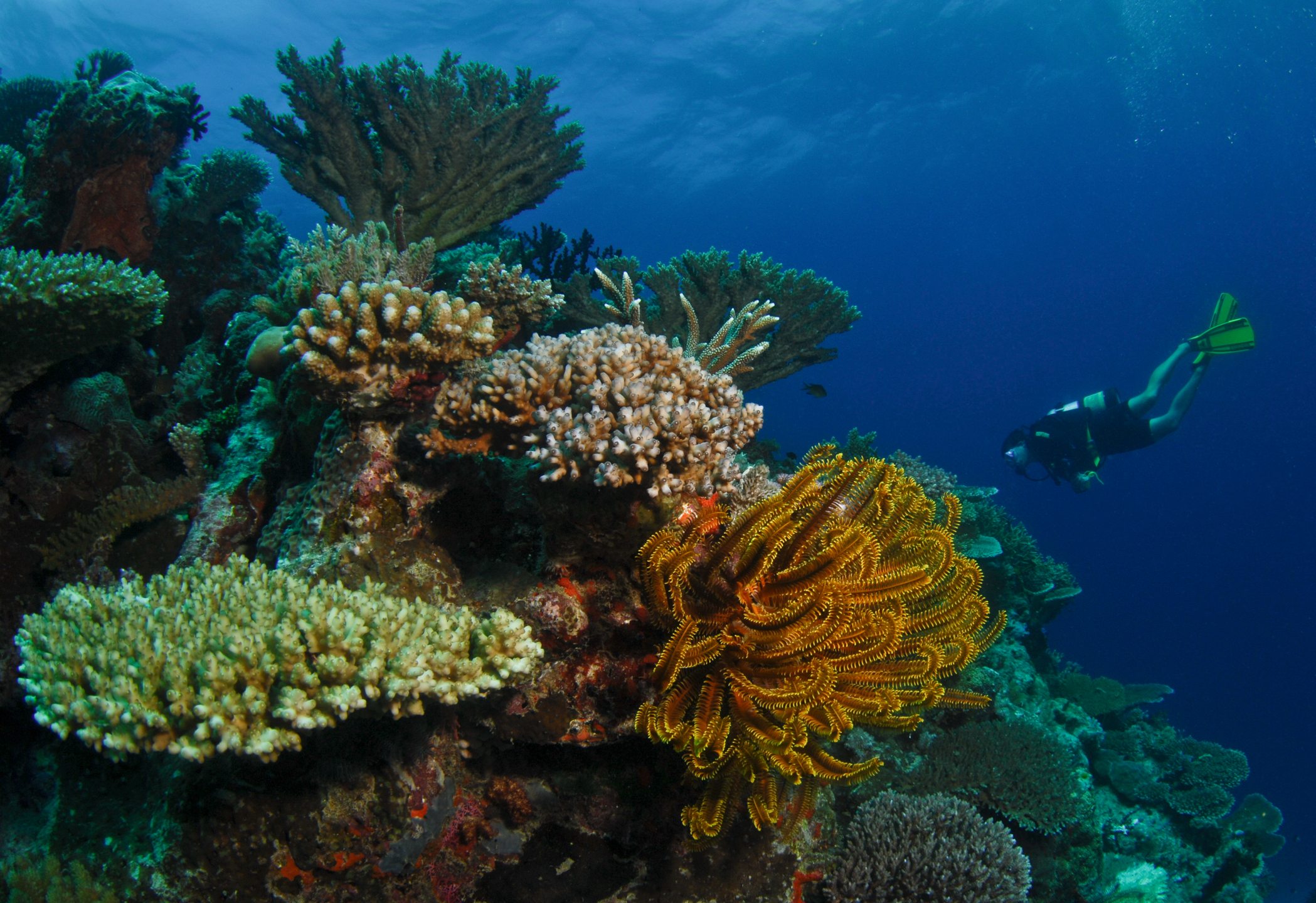 Coral Gardens photo 3