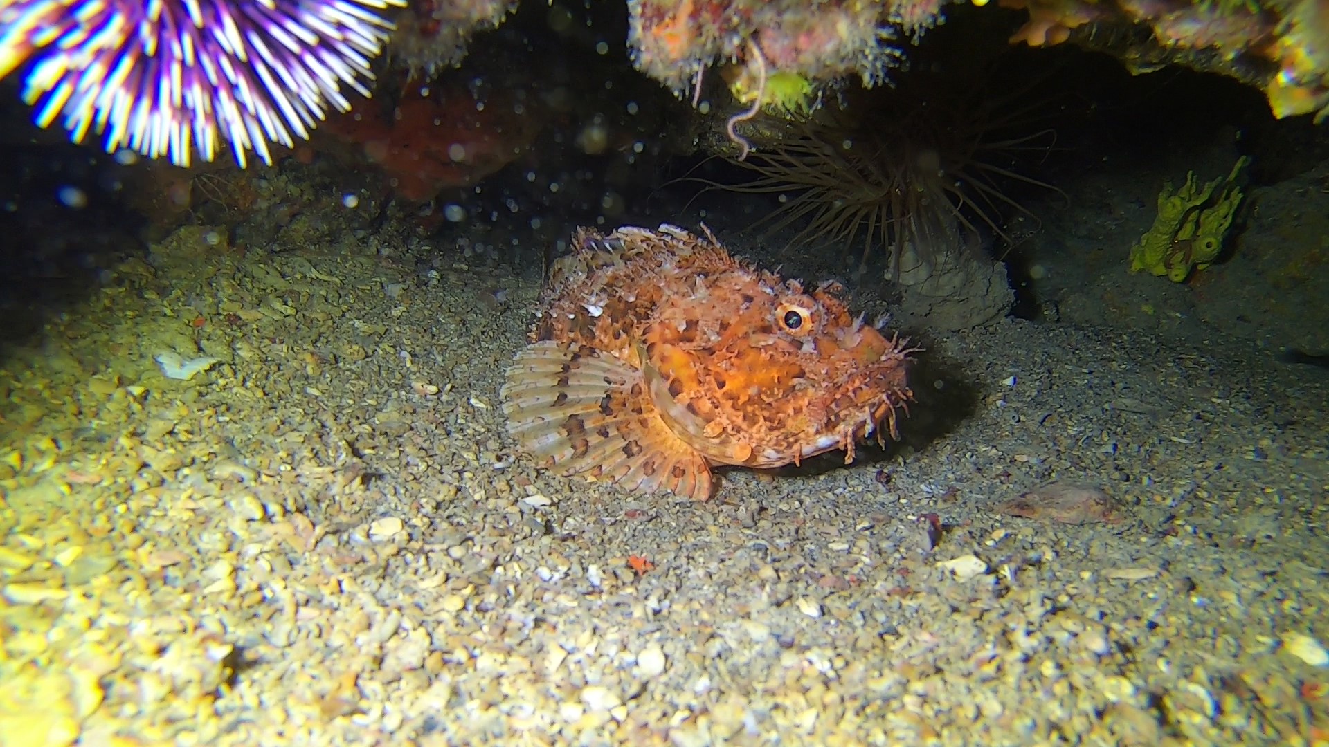 Wreck Pajo photo 4