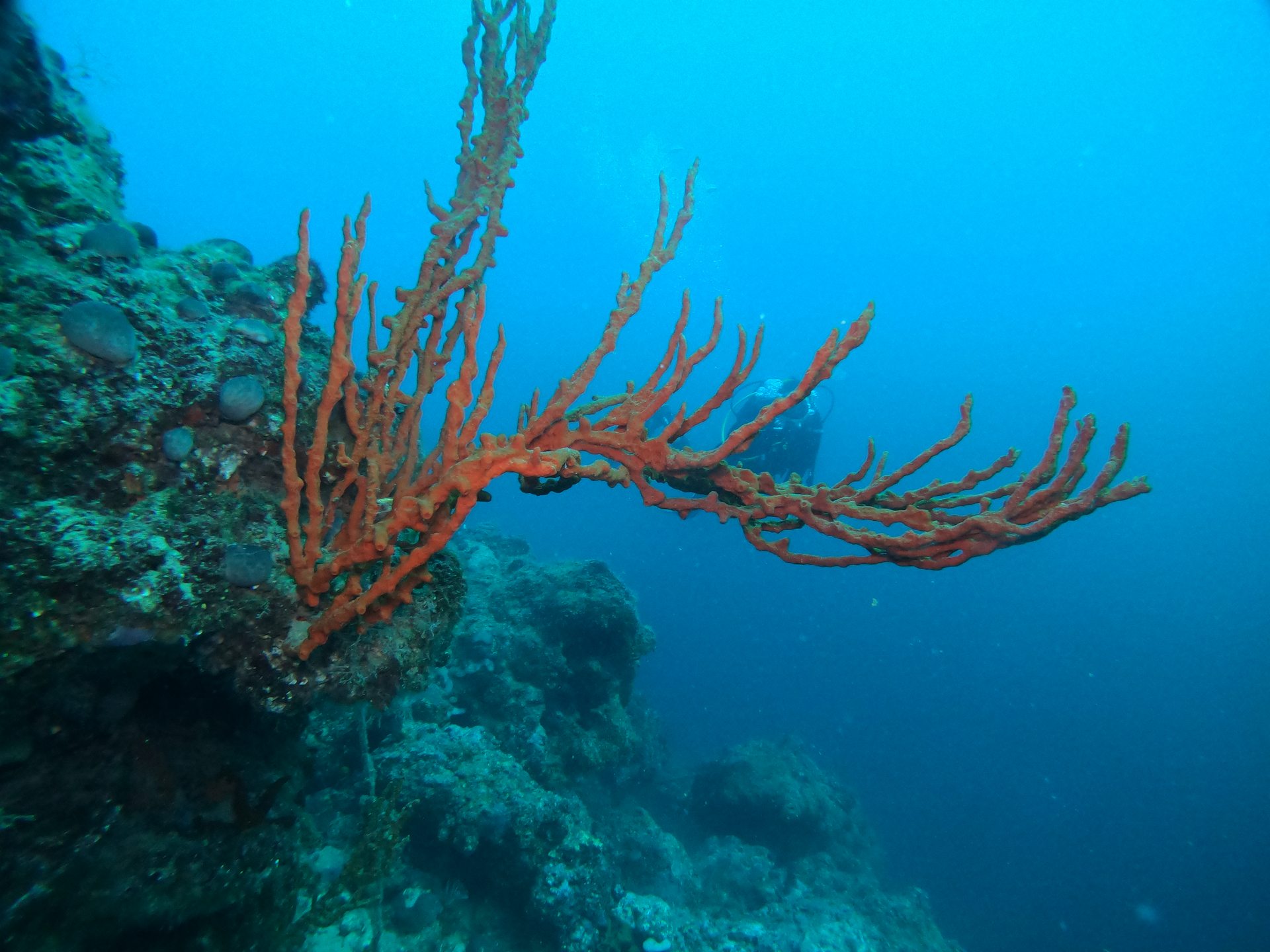 Taxiarxis reef