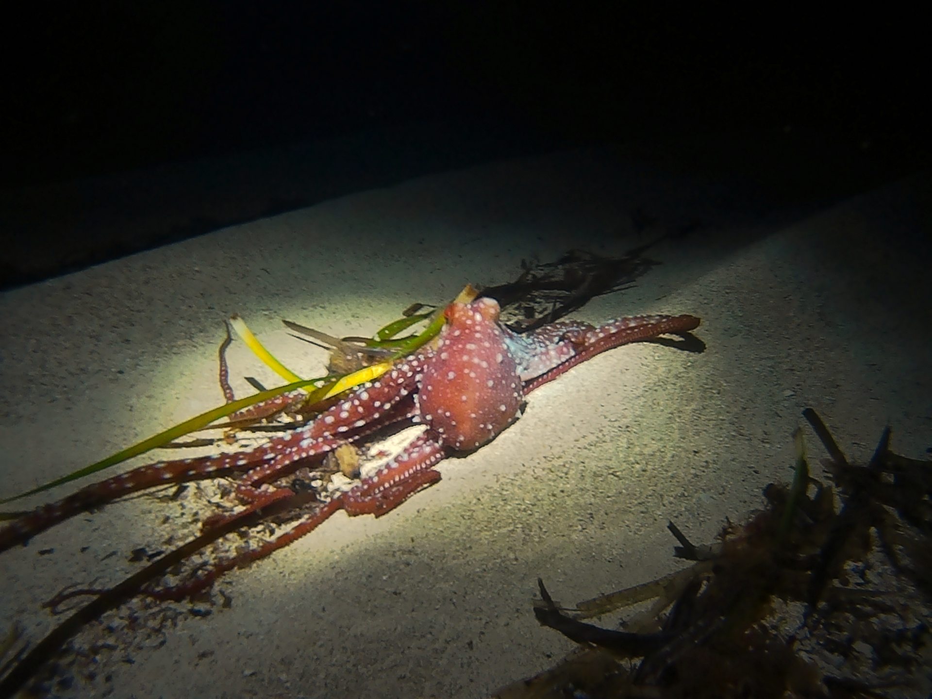 House Reef - DiveBase