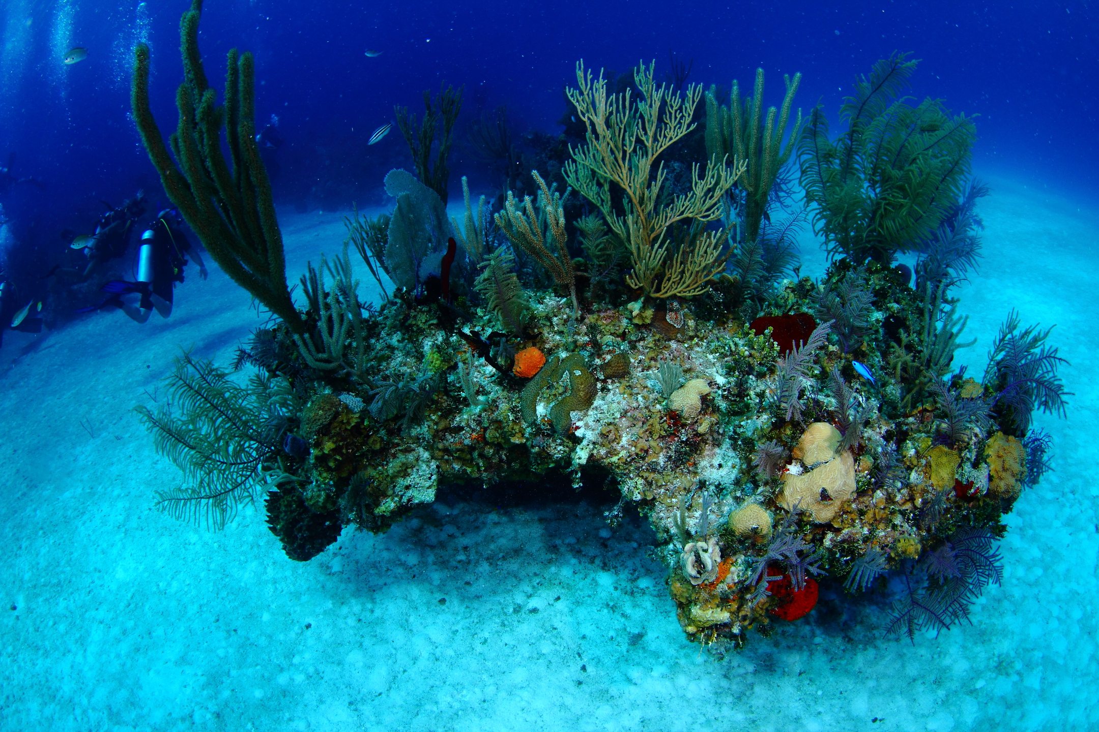 Ann's Paradise photo 2