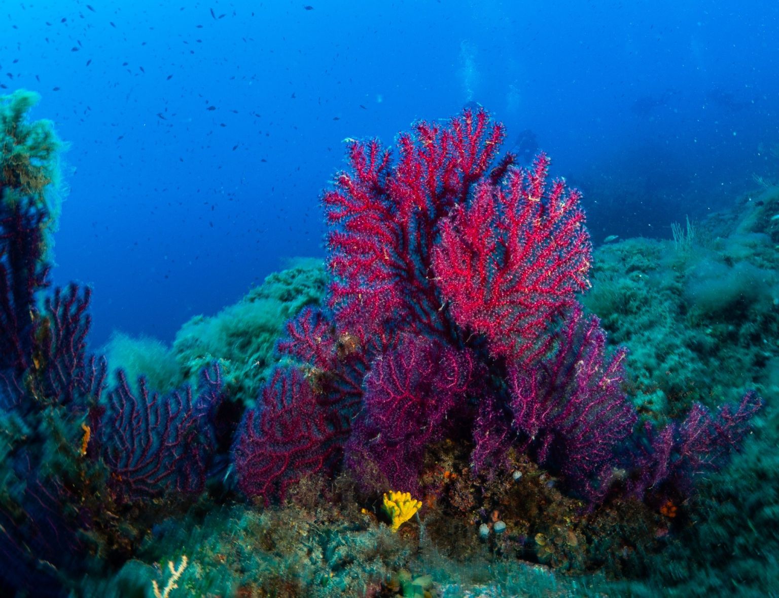 SCOGLIO DELLA CORBELLA photo 2