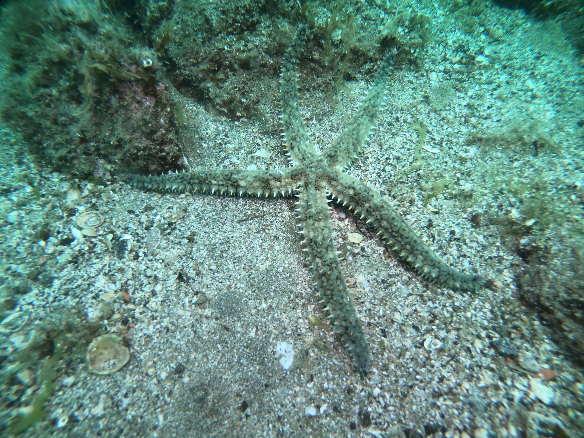 Limni reef 2 photo 8