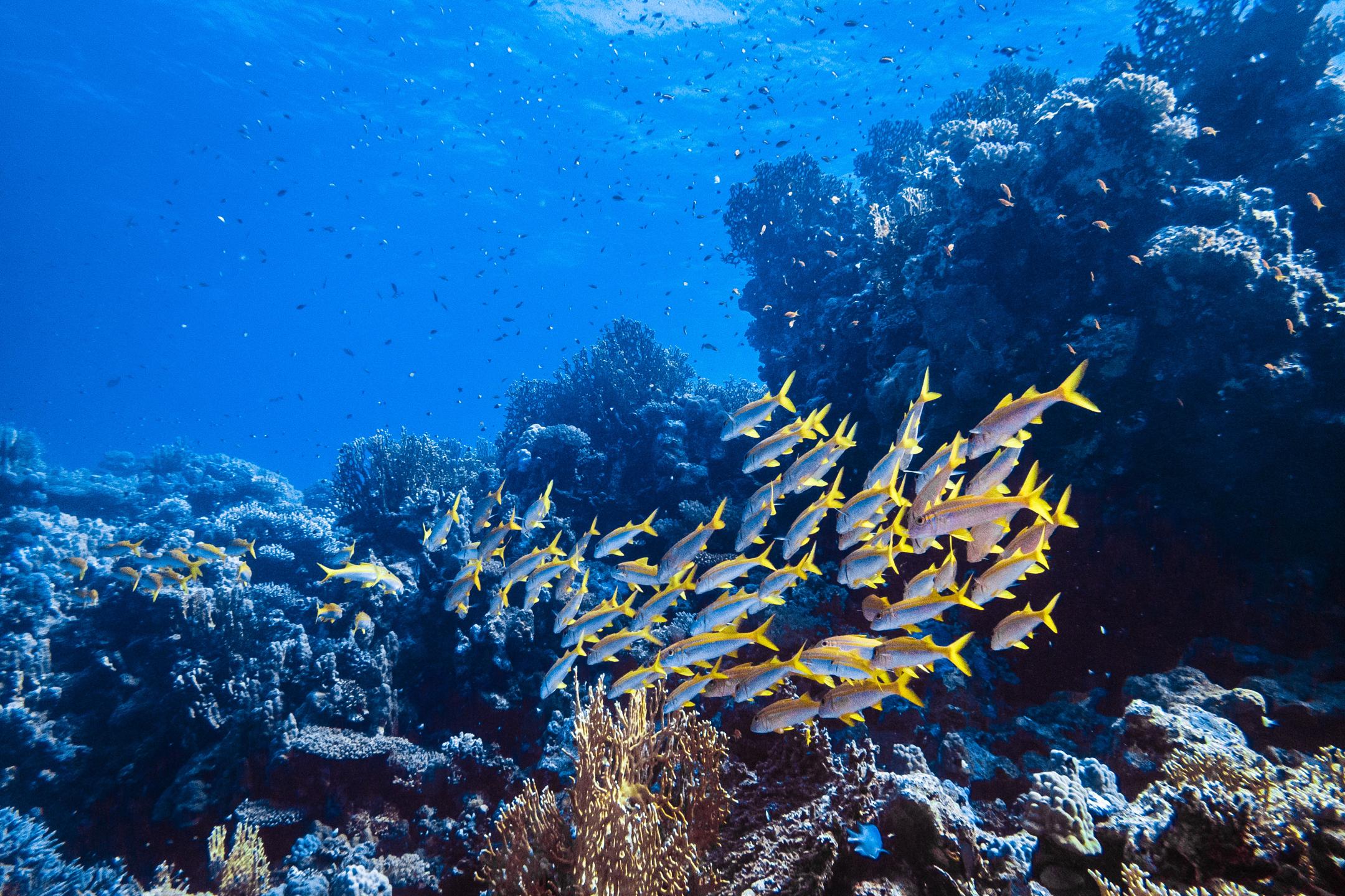Um Halhala Divesite photo 8