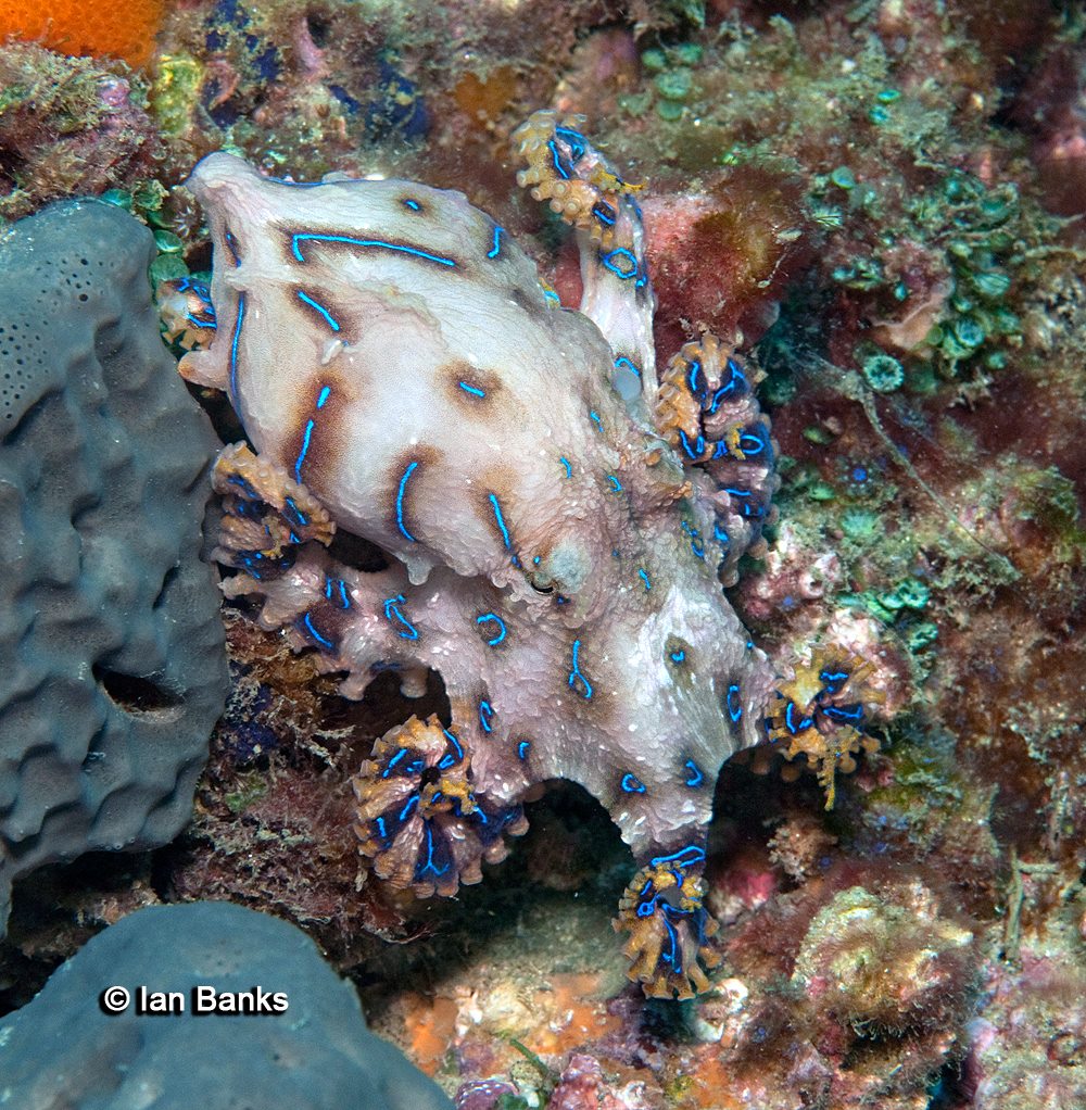 Palm Beach Reef photo 3
