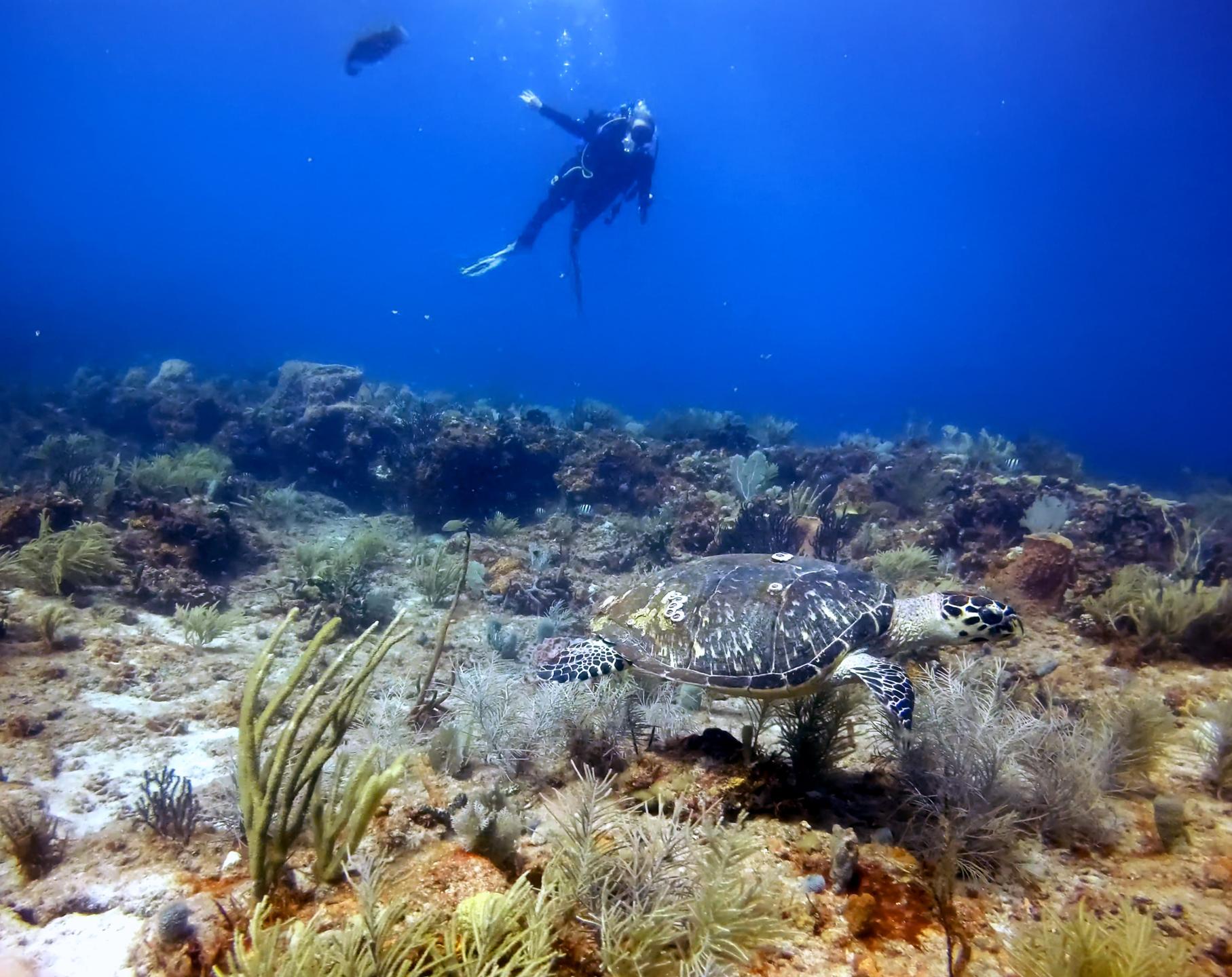 West Palm Beach Atlantic Ocean Diving photo 3
