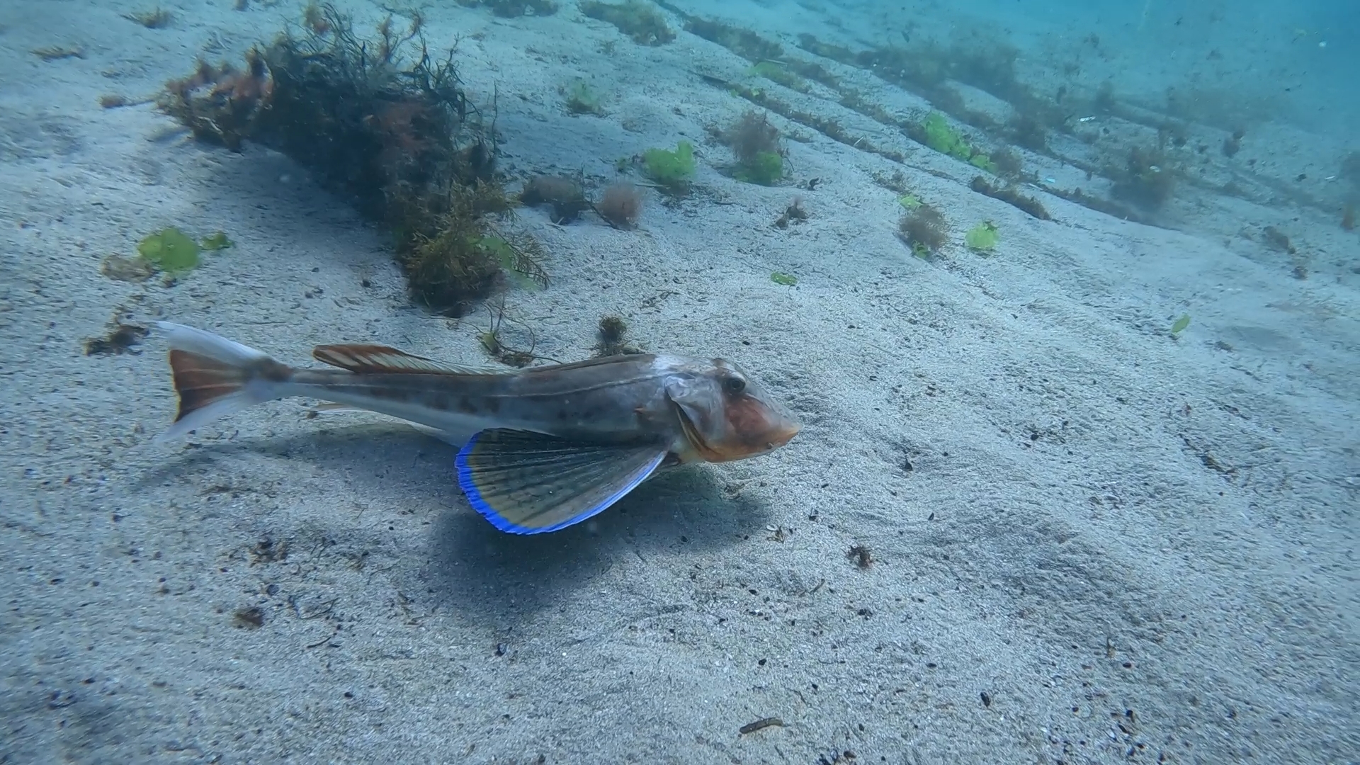 Seahorse alley and Lagoon photo 8