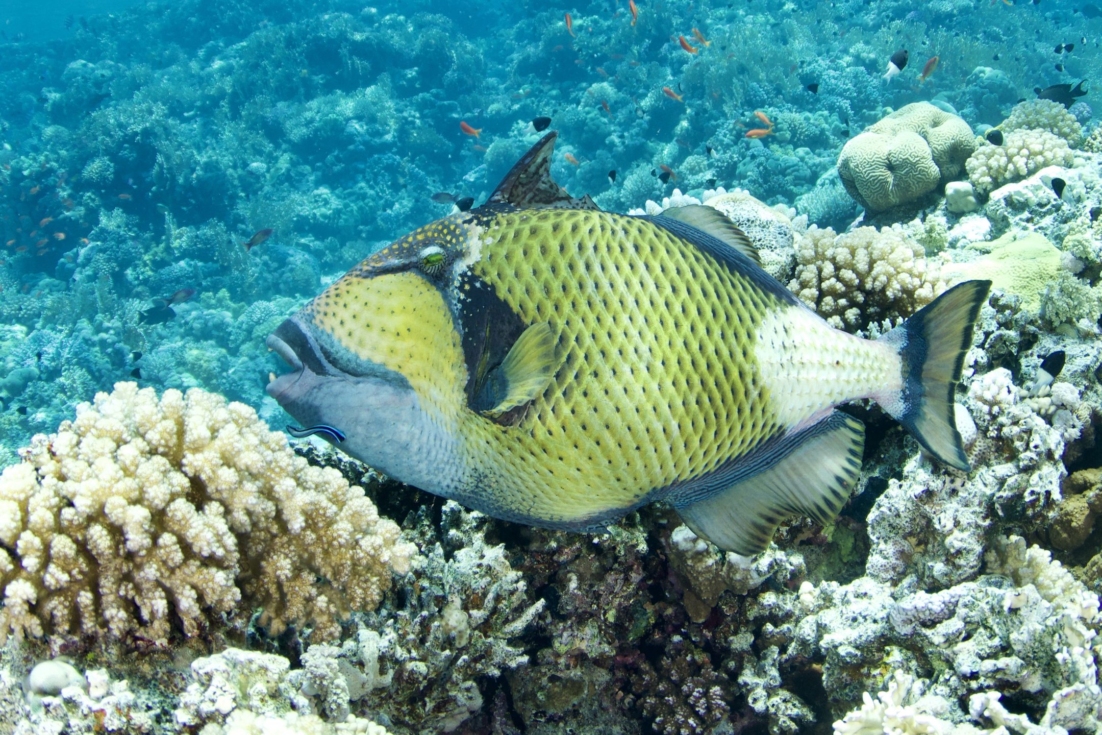Gordon Reef - Straits of Tiran photo 5