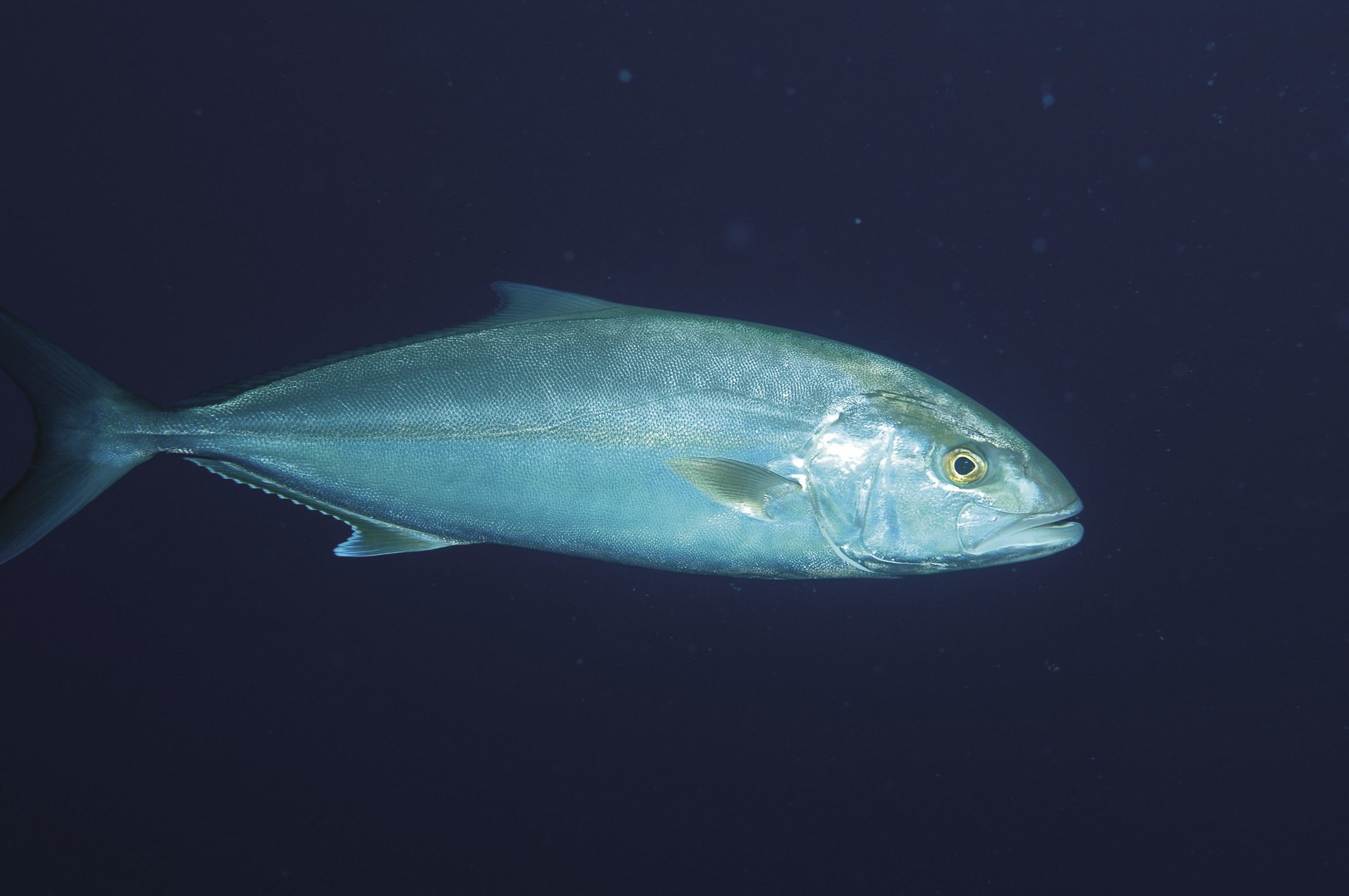 Isla de Tirant