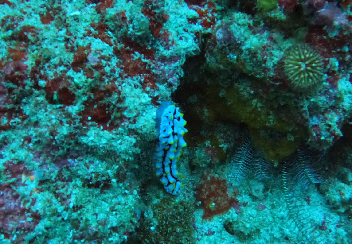 Coral Gardens 2 photo 3