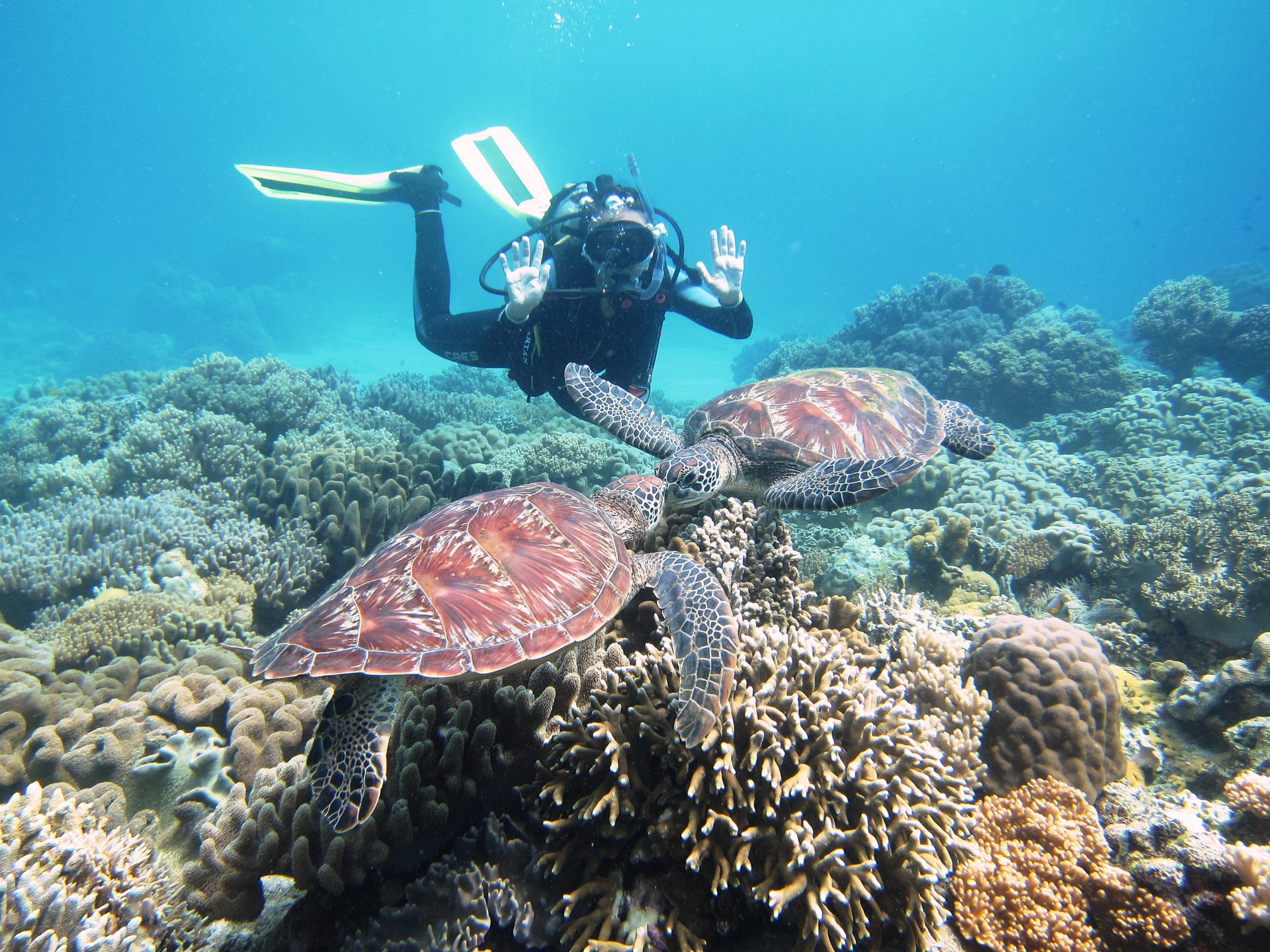Apo Island photo 2