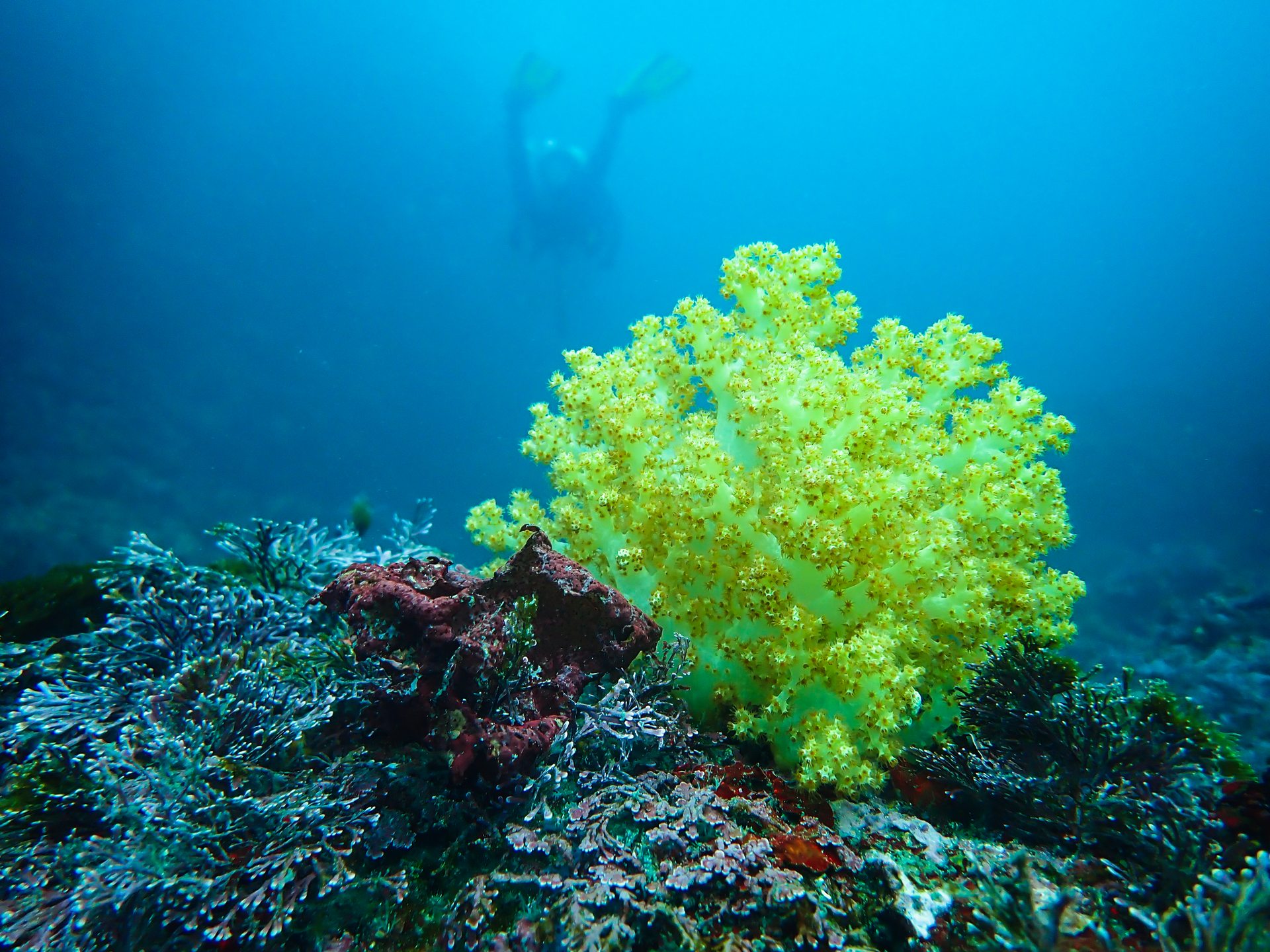 Tiger Island photo 5