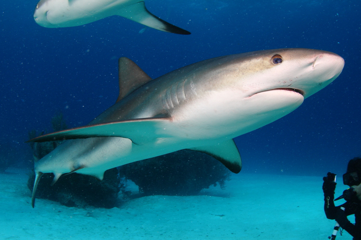 Shark Junction photo 5