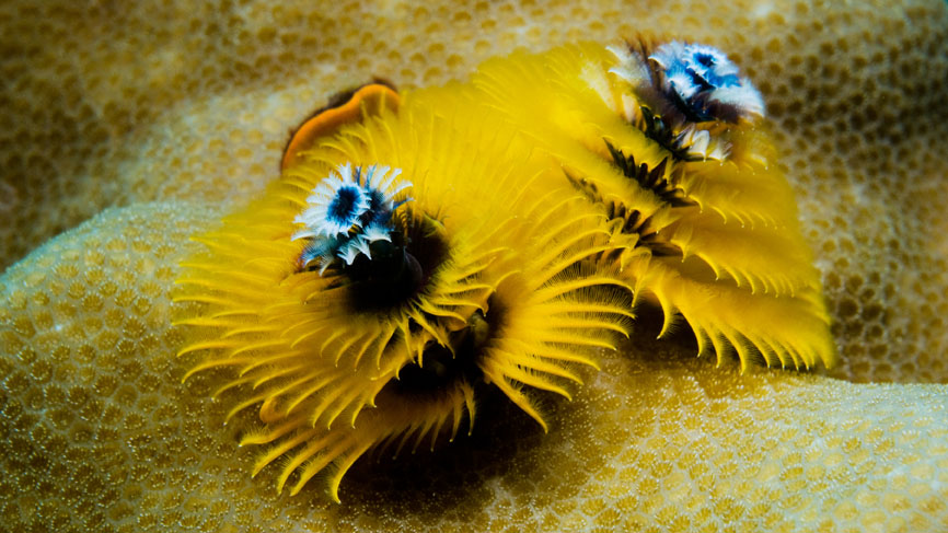 Toscana Reef photo 3