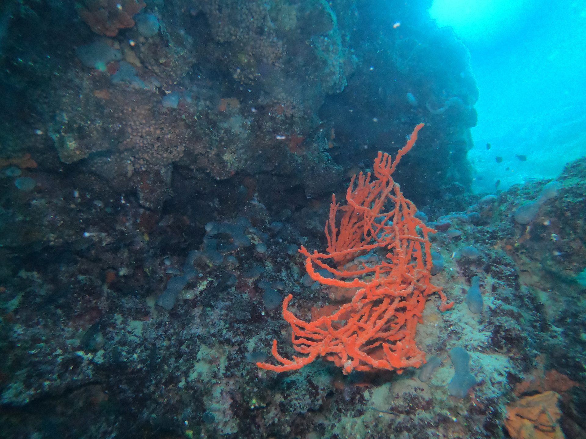 Taxiarxis reef photo 2