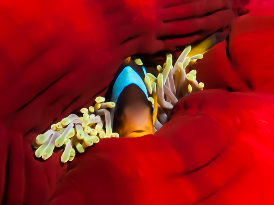 Anemone City - Ras Mohammed photo 4